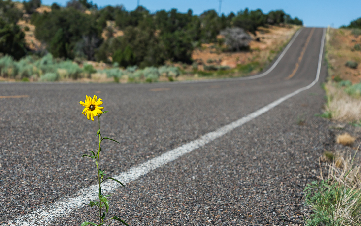 Concession&aacute;rias de estradas investem em asfalto ecol&oacute;gico at&eacute; 40% mais dur&aacute;vel