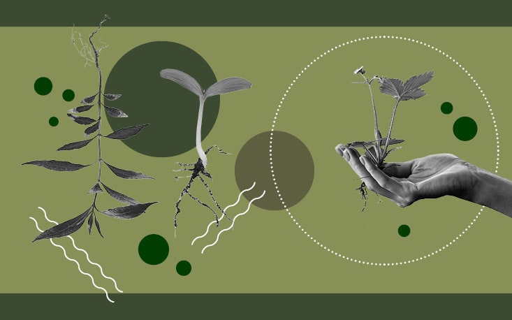 Jos&eacute; Goldemberg participa de curso que analisa desafios ap&oacute;s 50 anos da Confer&ecirc;ncia de Estocolmo
